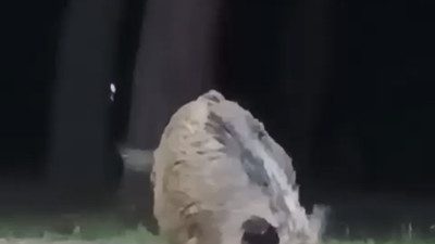 Aç kalan domuzlar şehir merkezine indi