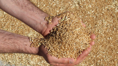 TMO deprem bölgesinden 252 bin ton ürün aldı