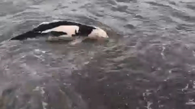 Ölü yunus balığı karaya vurdu