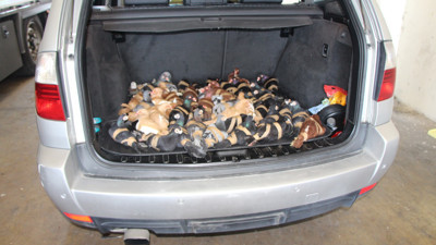 Güvercinler kaçakçılığı x-raye takıldı