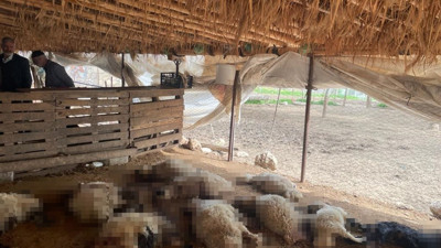 Başıboş köpekler ahırdaki 19 kuzuyu telef etti