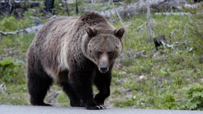 İtalya’da bir kişiyi öldüren ayının sonunu mahkeme belirleyecek