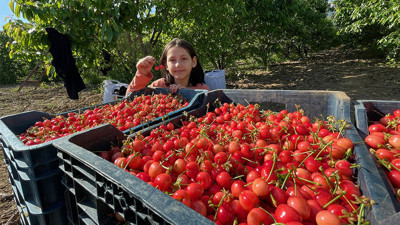 Manisa'da ilk kiraz toplandı. Bakın kaç liradan alıcı buldu