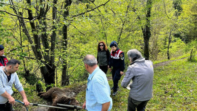 Yaralı ayının imdadına ekipler yetişti (19 Nisan 2023)