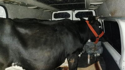 Kaçarken polisi yaralamışlardı. Hayvan hırsızları yakalandı