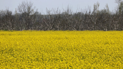Kanola Trakya'daki tarlaları sarıya boyadı
