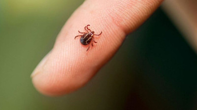 Vücuda yapışan keneye sakın bunu yapmayın. Virüs bulaşıyor. Uzmanı uyardı