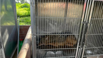 Eve giren tilki aileyi rehin aldı