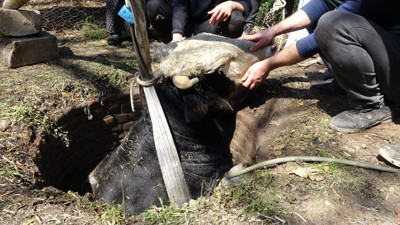 Yangından kaçan büyükbaş kuyuya düştü