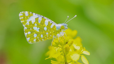 Diyarbakır'da kelebek göçü başladı! saatte 40 kilometre hıza ulaşıyorlar