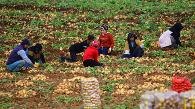 Patatesin tarla fiyatı şok etti