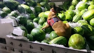 Karpuz yüklü TIR'da ele geçirildi! Tam 62,5 litre sıvı metamfetamin...