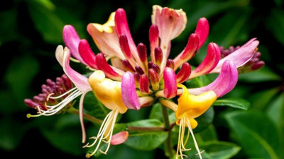 Mucize bitki sindirime iyi geliyor (28 Nisan 2023)