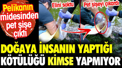 Doğaya insanın yaptığı kötülüğü kimse yapmıyor. Pelikanın midesinden pet şişe çıktı