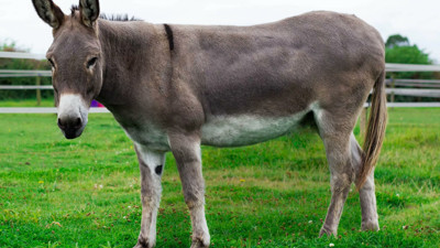 Rüyada eşek görmek neya işaret? Rüyada eşek görmek ne demek?
