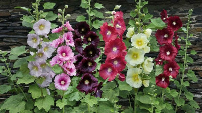 Hatmi bitkisi neye iyi geliyor?