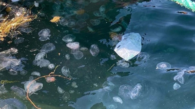 Çanakkale Boğazı'nda zehirli denizanası paniği