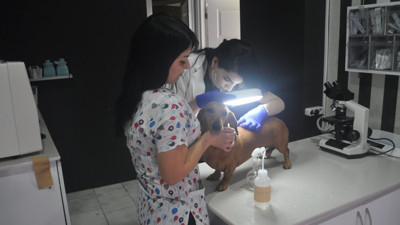 Uzmanı açıkladı. Hayvandan insana uyuz salgını geçiyor mu?