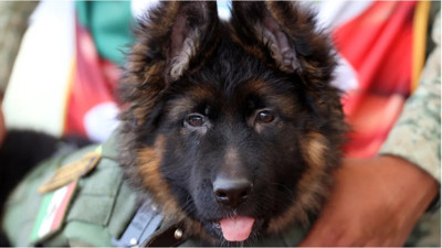 Türkiye'den Meksika'ya Proteo teşekkürü