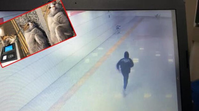 ‘Patates’ isimli kediyi öldüren Pitbull'un sahibine 6 ay 20 hapis cezası