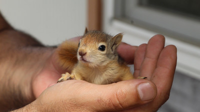 Tedavileri tamamlanan sincaplar doğaya bırakıldı