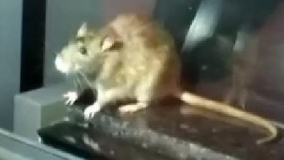 Fareli fırına şok eden ceza