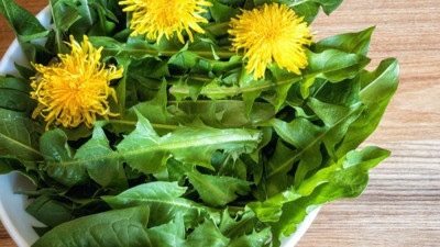 Dikkat çeken ot akrep sokmalarına iyi geliyor