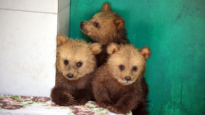 Köylüler hayatlarını kurtardı. İsim babaları veteriner oldu