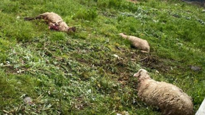 Kurban edileceklerdi köpekler parçaladı. Besici şok geçirdi