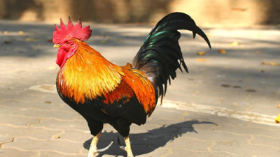 Rüyada horoz görmek ne anlama geliyor?