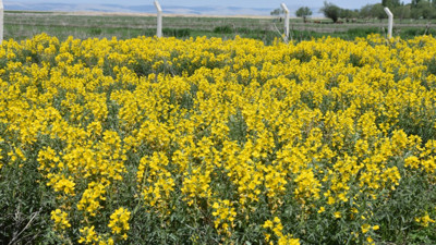 Eber Sarısı'nı koparana 244 bin 315 lira ceza