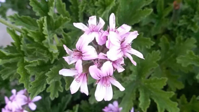 Mucize bitki mide ve bağırsak gazlarına iyi geliyor