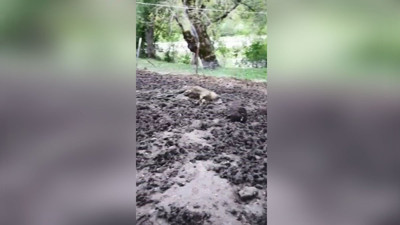 Artvin’de ağıla giren ayı 20 küçükbaş hayvanı telef etti