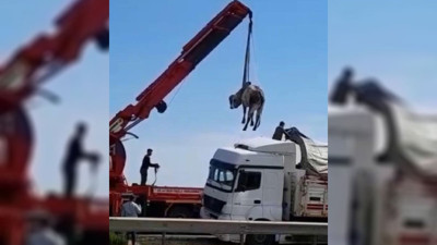 TIR'dan atlayan manda, vinçle yerine konuldu