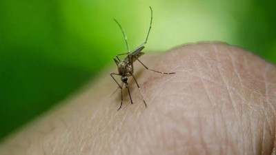 Dang humması vakası 73 bini aştı