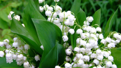 Mucize bitki sindirime iyi geliyor (13 Mayıs 2023)