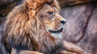 Dünyanın en yaşlı aslanını mızrakla öldürdüler