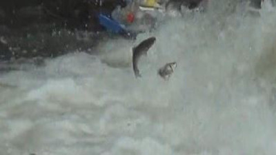 Kars’ta balıkların 'ölüm' göçü başladı