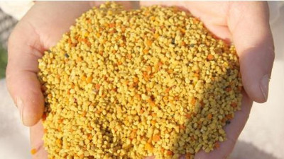 Tuzaklarla elde ediliyor kilosu 300 TL