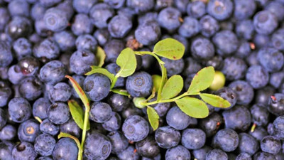 Mucize bitki öksürüğe iyi geliyor