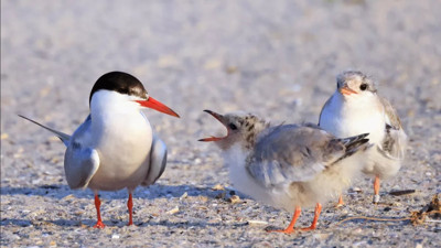 Brezilya'da yabani kuşlarda ilk kuş gribi vakası görüldü
