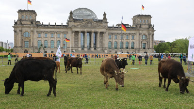 Almanya'da çevreciler ineklerini Meclis bahçesinde otlattı