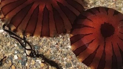 Sahilde görüldü. Uyarı üstüne uyarı yapıldı