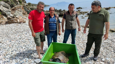 Bodrum'da kıyıya vuran caretta carettaya tedavi