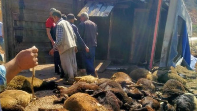 TIR devrildi 60 hayvan telef oldu