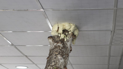 Dükkanın ortasında bunu gören müşteriler şok geçiriyor