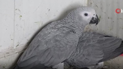 Şırnak’a yasadışı yollarla getirilen 5 papağan ele geçirildi