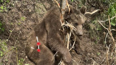Boz ayı ağaçtaki tellere takıldı