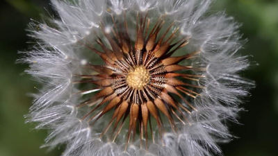 Sedat Kaya yazdı. Çerkes soykırımını bir de çiçeklerden dinleyin