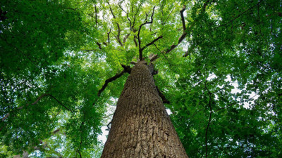 Rüyada kavak görmek ne anlama geliyor? Rüyada kavak ne demek?